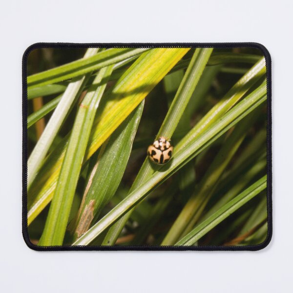 Item preview, Six-spotted Zigzag Ladybird Beetle designed and sold by ROSE ANN BANILAR.