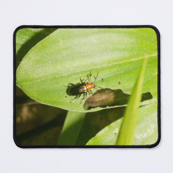 Item preview, shining leaf beetle designed and sold by ROSE ANN BANILAR.