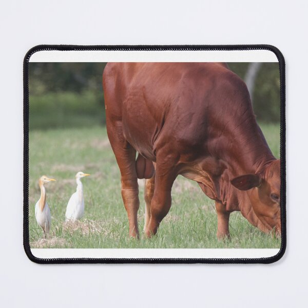 Item preview, Cattle Egret looking for insects to eat designed and sold by BirdsAlive.