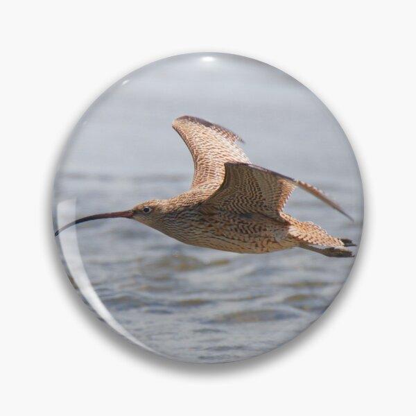 Item preview, Eastern Curlew in flight designed and sold by BirdsAlive.