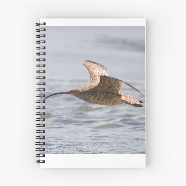 Item preview, Eastern Curlew in flight designed and sold by BirdsAlive.