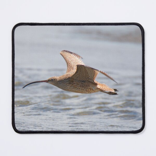 Item preview, Eastern Curlew in flight designed and sold by BirdsAlive.