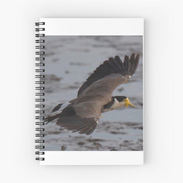 Item preview, Masked lapwing (Plover) in flight designed and sold by BirdsAlive.