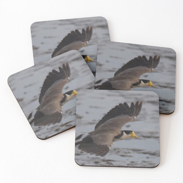 Item preview, Masked lapwing (Plover) in flight designed and sold by BirdsAlive.