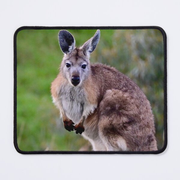 Item preview, Wallaby on a Rock designed and sold by Likoca Photography.