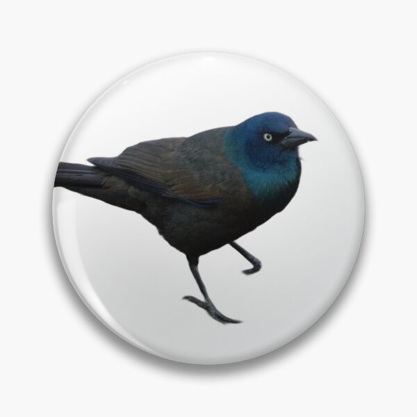Item preview, Curious Common Grackle designed and sold by naturetimes.