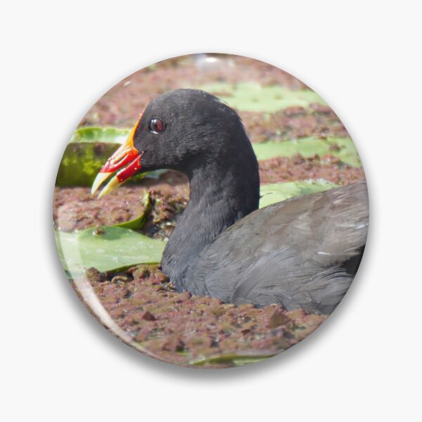 Item preview, Dusky Moorhen and chick on a pond designed and sold by BirdsAlive.
