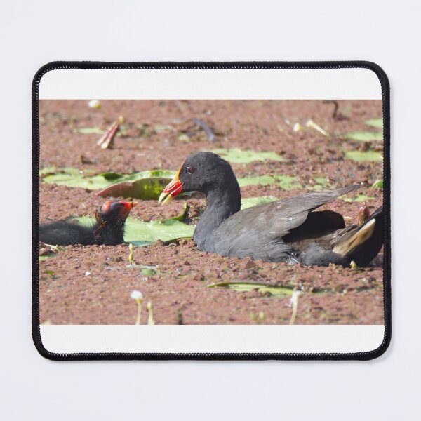 Item preview, Dusky Moorhen and chick on a pond designed and sold by BirdsAlive.