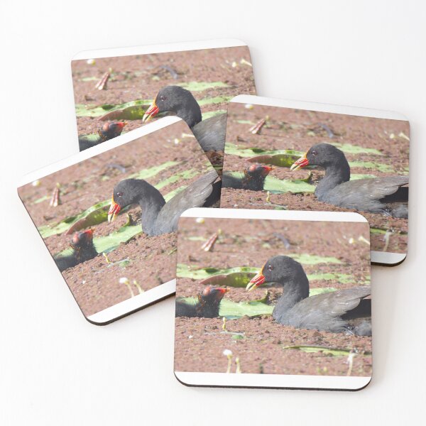Item preview, Dusky Moorhen and chick on a pond designed and sold by BirdsAlive.