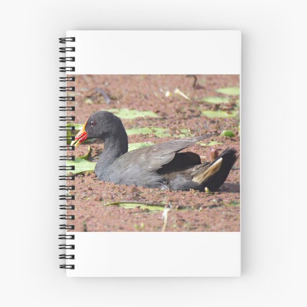 Item preview, Dusky Moorhen and chick on a pond designed and sold by BirdsAlive.