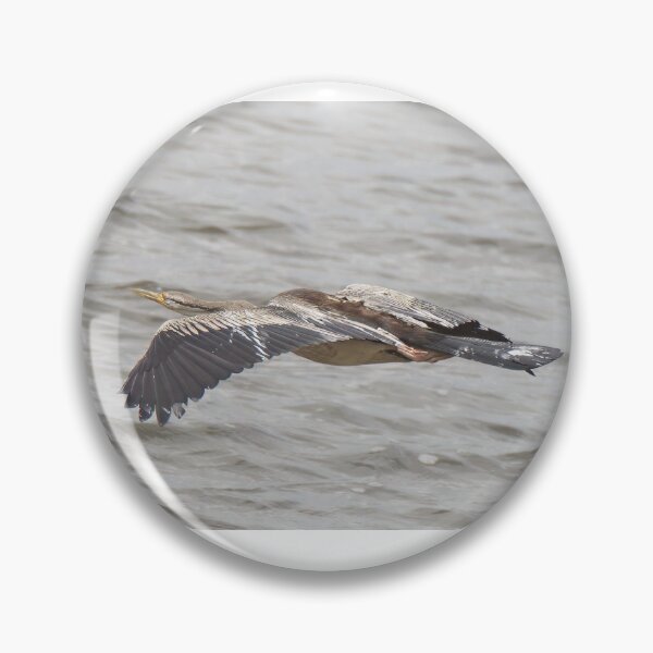 Aperçu de l'œuvre Anhinga australasien (oiseau-serpent) en vol créée et vendue par BirdsAlive.