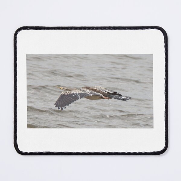Item preview, Australasian darter (snake-bird) in flight designed and sold by BirdsAlive.