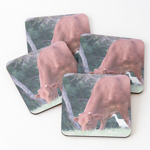 Item preview, Cattle Egret looking for insects to eat designed and sold by BirdsAlive.