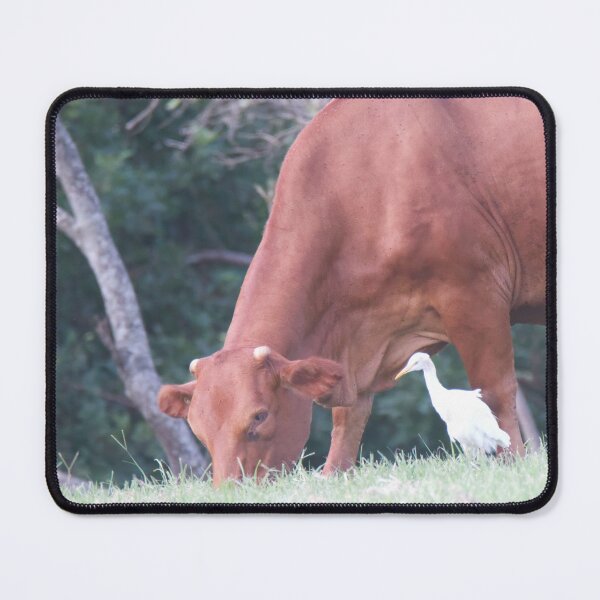 Item preview, Cattle Egret looking for insects to eat designed and sold by BirdsAlive.