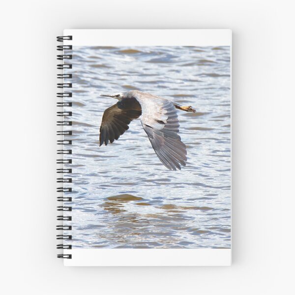 Item preview, White-faced Heron in flight designed and sold by BirdsAlive.