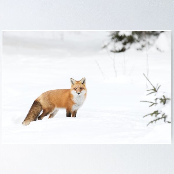 Artikelvorschau, Roter Fuchs - Algonquin Park entworfen und verkauft von James Cumming.