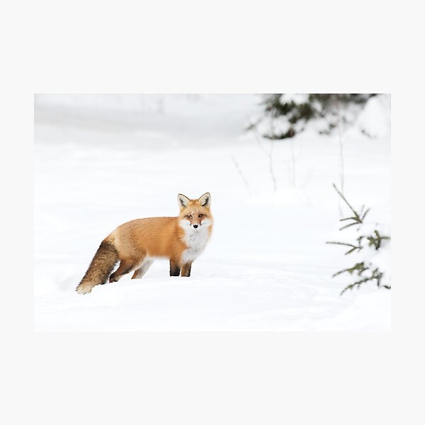 Artikelvorschau, Roter Fuchs - Algonquin Park entworfen und verkauft von James Cumming.