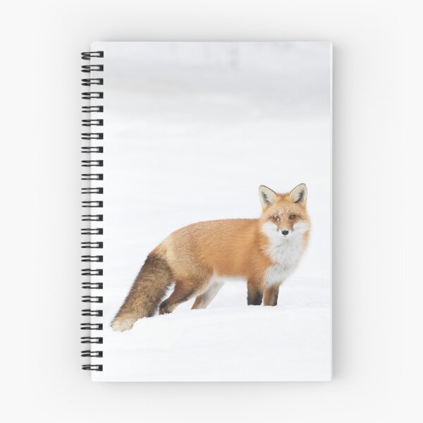 Item preview, Red Fox - Algonquin Park designed and sold by James Cumming.