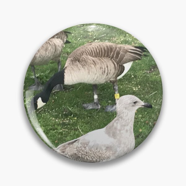 Aperçu de l'œuvre Oiseaux en compagnie mixte créée et vendue par BackyardBuds.