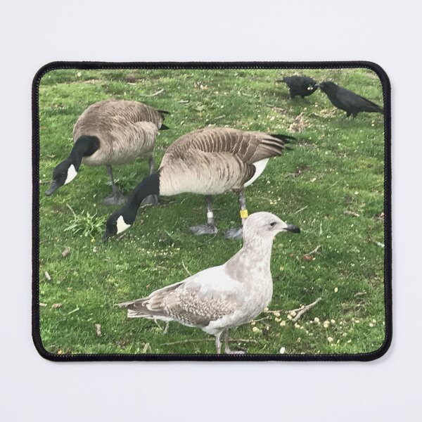 Item preview, Birds In Mixed Company designed and sold by BackyardBuds.