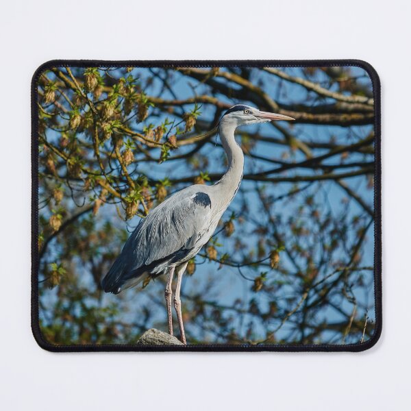 Item preview, Opportunistic Grey Heron designed and sold by Eidetic Photos.