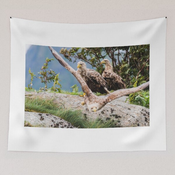 Item preview, Eagles in Norway designed and sold by XaviFotografia.