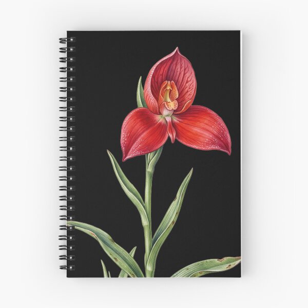 Item preview, Disa Uniflora - Pride of Table Mountain Red Orchid Botanical Print designed and sold by FreiherrPK.