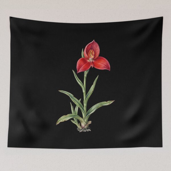 Item preview, Disa Uniflora - Pride of Table Mountain Red Orchid Botanical Print designed and sold by FreiherrPK.