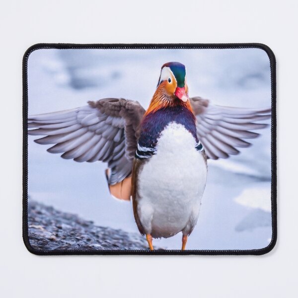 Item preview, Mandarin Duck Spreading Wings in Winter designed and sold by ElinaArtPhoto.