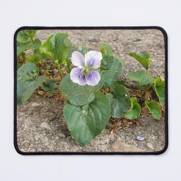 Item preview, Variegated Violet in a Pavement Crack designed and sold by concretebotany.