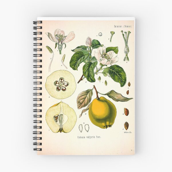 Item preview, Kohler's Medicinal Plants 1887 II designed and sold by Gilmour-Prints.