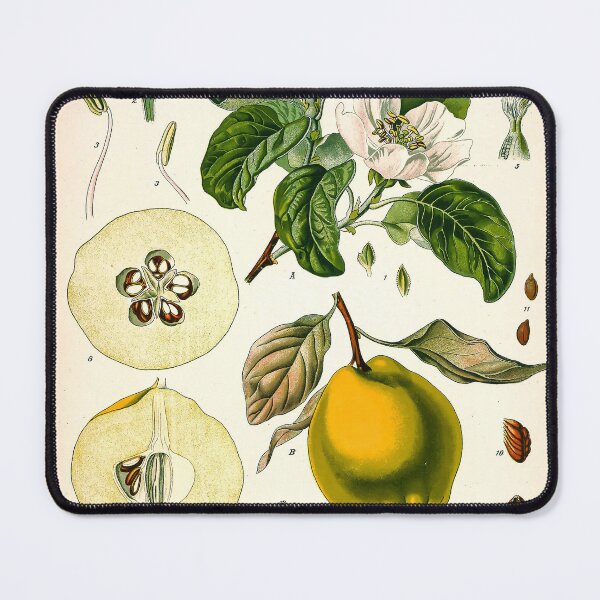Item preview, Kohler's Medicinal Plants 1887 II designed and sold by Gilmour-Prints.