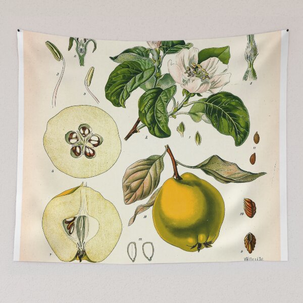 Item preview, Kohler's Medicinal Plants 1887 II designed and sold by Gilmour-Prints.