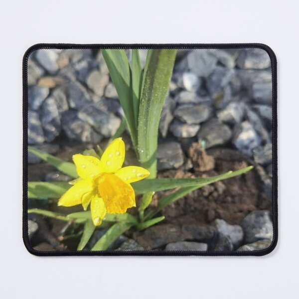 Item preview, Bright Yellow Daffodil Flower Painting designed and sold by SofiaByCruti.