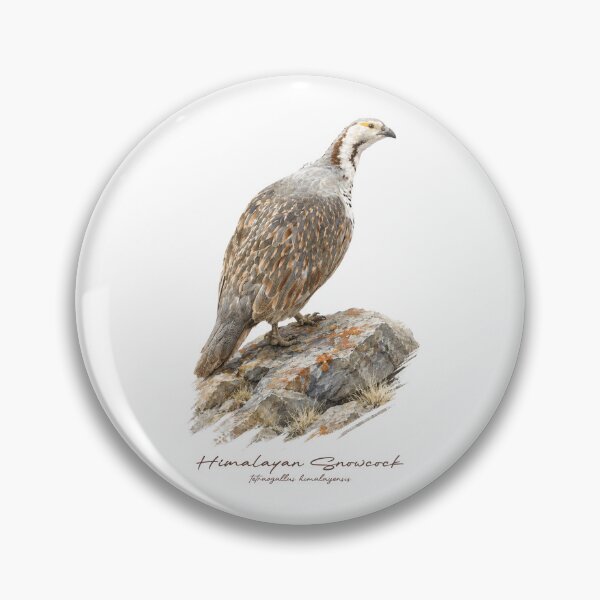 Item preview, Himalayan Snowcock on Rock Bird Illustration designed and sold by Takeda-art.