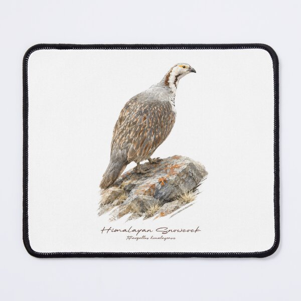 Item preview, Himalayan Snowcock on Rock Bird Illustration designed and sold by Takeda-art.