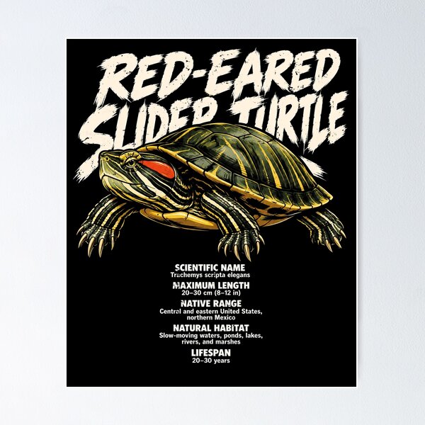Item preview, Stylish Red-Eared Slider Turtle Graphic Design designed and sold by rafaeltto.