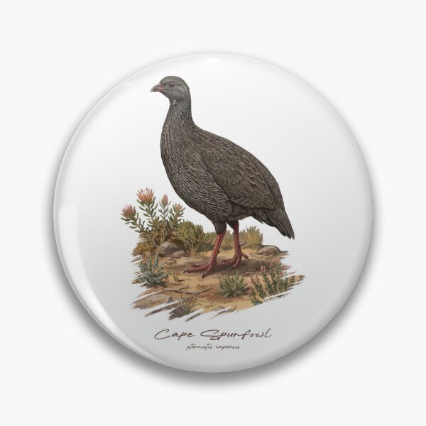 Item preview, Cape Spurfowl on Dried Land Bird Illustration designed and sold by Takeda-art.