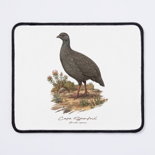 Item preview, Cape Spurfowl on Dried Land Bird Illustration designed and sold by Takeda-art.