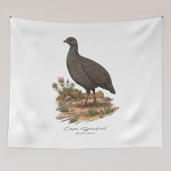 Item preview, Cape Spurfowl on Dried Land Bird Illustration designed and sold by Takeda-art.