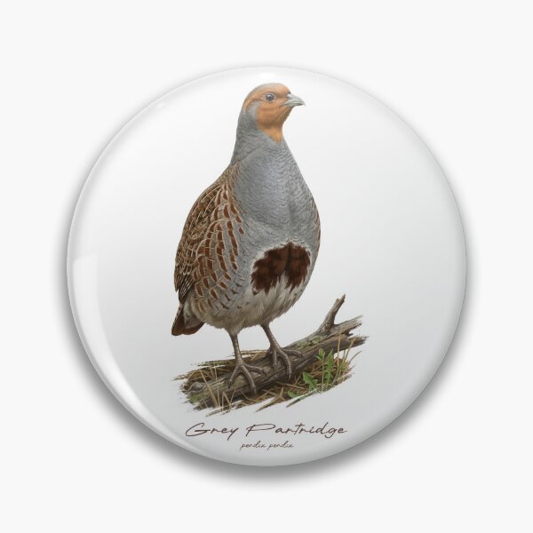 Item preview, Grey Partridge on Grassland Bird Illustration designed and sold by Takeda-art.