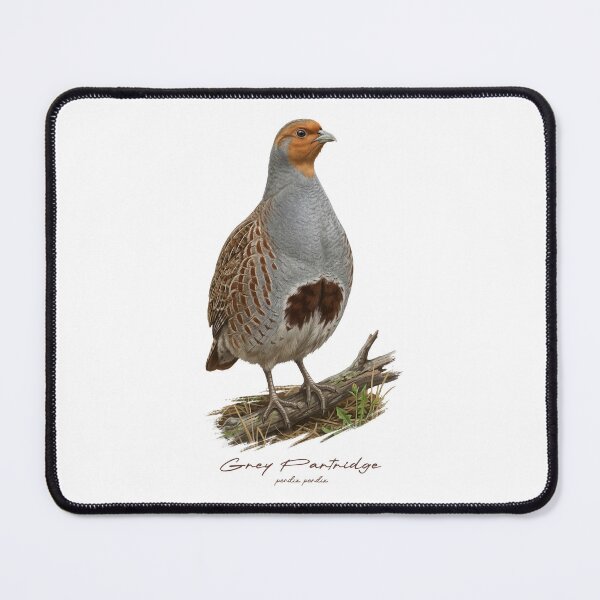 Item preview, Grey Partridge on Grassland Bird Illustration designed and sold by Takeda-art.