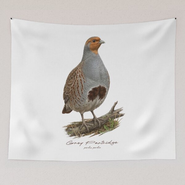 Item preview, Grey Partridge on Grassland Bird Illustration designed and sold by Takeda-art.