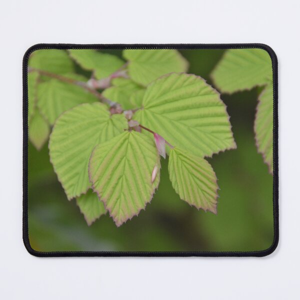 Item preview, Ribbed Green Leaves with Pink Edged Margins designed and sold by MiraNadaPrints.