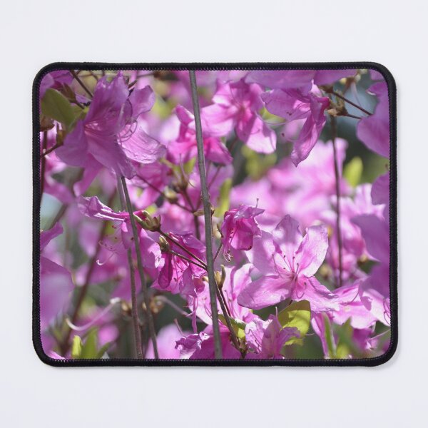 Item preview, Vivid Pink Rhododendron Bush in Full Bloom designed and sold by MiraNadaPrints.