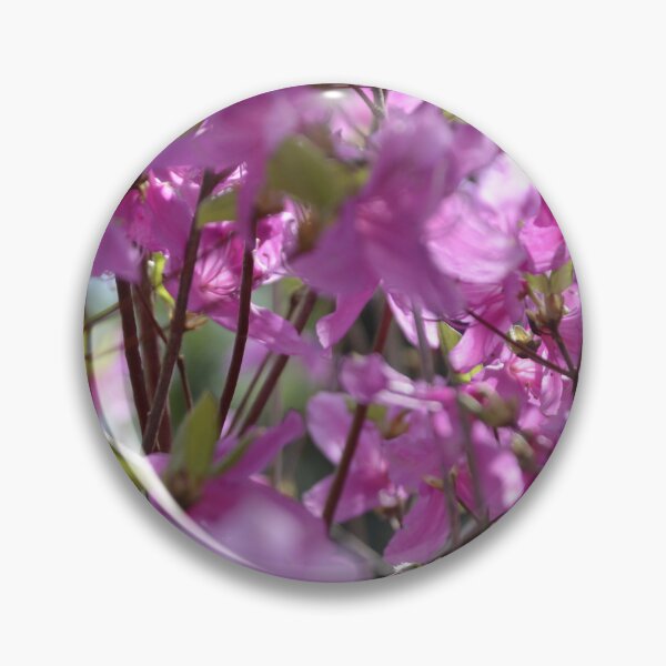 Item preview, Bright Pink Azalea Bush Blossoms in Sunlight designed and sold by MiraNadaPrints.