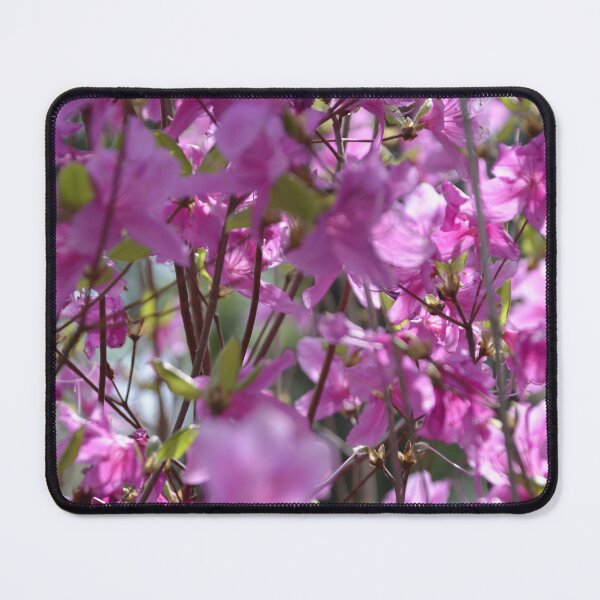 Item preview, Bright Pink Azalea Bush Blossoms in Sunlight designed and sold by MiraNadaPrints.