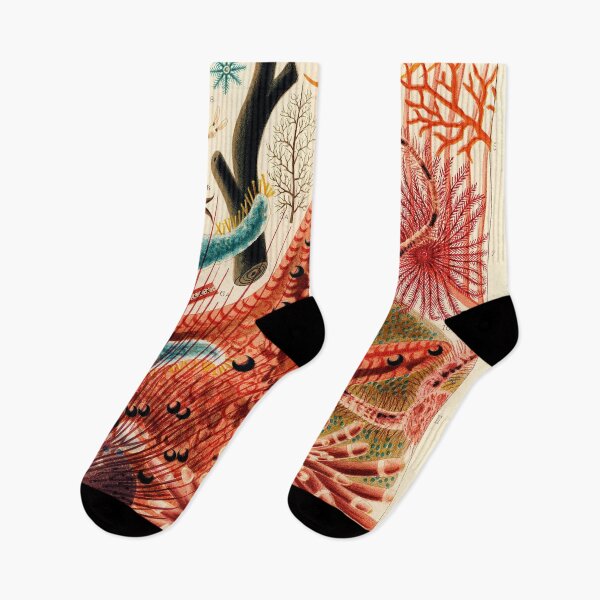 Item preview, Echinoderms designed and sold by Gilmour-Prints.