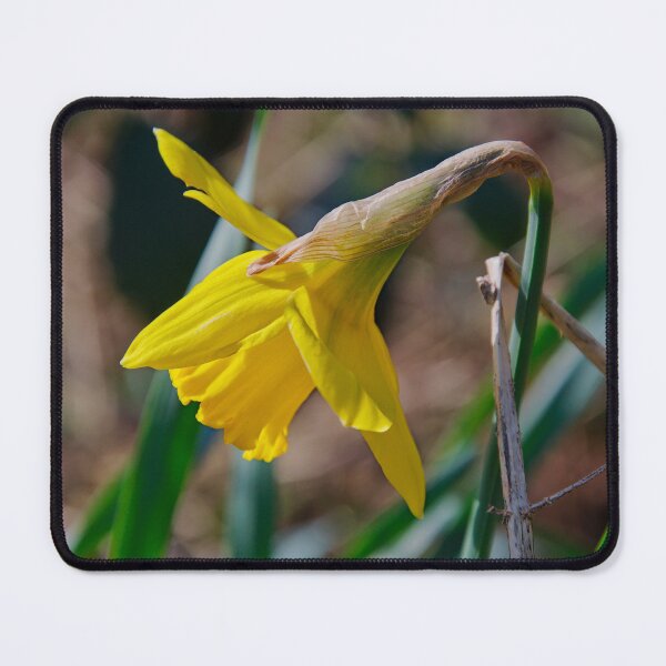 Item preview, Yellow Daffodil Profile designed and sold by ShotsbyDesiree.