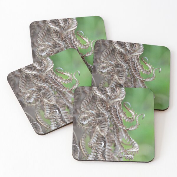 Item preview, Curled Dried Tree Fern Fronds Macro View designed and sold by MiraNadaPrints.